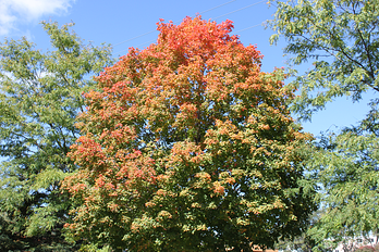 Western Garage Builders Office Maple Tree